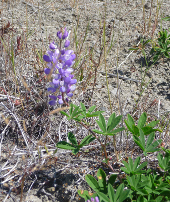 subalpine lupine (Lupinus arcticus sbsp. subalpinus)