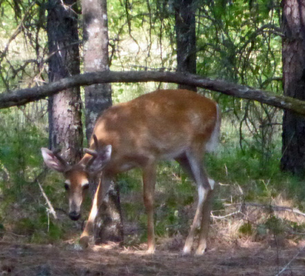 White tail buck