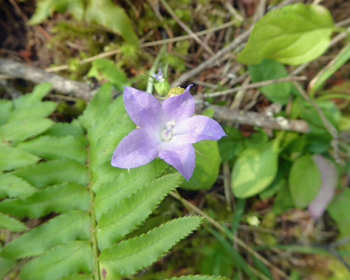 harebells (Campanula rotundifolia)