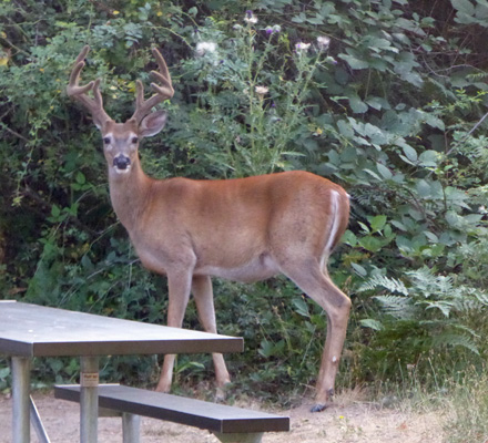 White tail buck