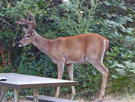 White tail buck