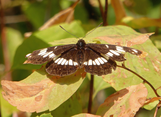 Black and white butterfly