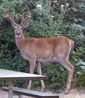 White tailed buck