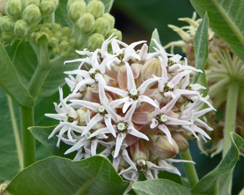 milkweed flowers