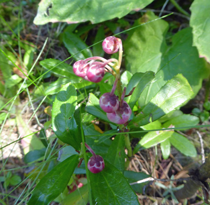 Pink Wintergreen (Pyrola asarifolia)