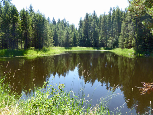 Pond with trees reflected