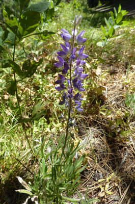 Silvery Lupine (Lupinus argenteus)