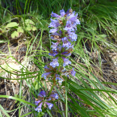 Penstemon