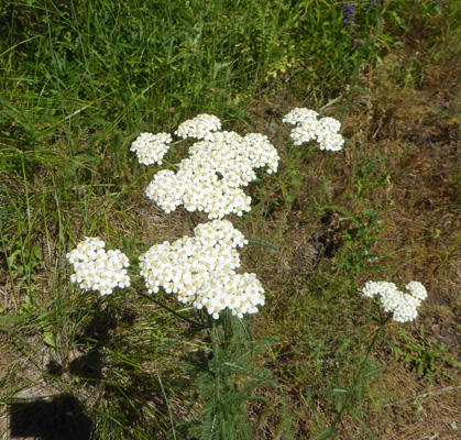 yarrow (Achillea millefolium)
