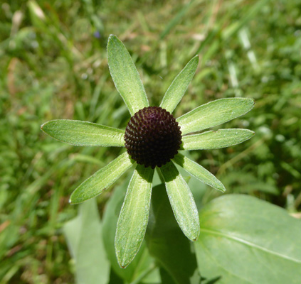 Western Coneflowers (Rudbeckia occidentalis)