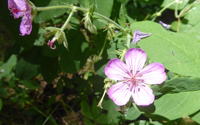 Sticky Geranium (Geranium viscosissimum)