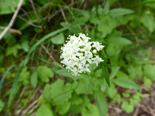 Sharp-leaf Valerian (Valeriana acutiloba)