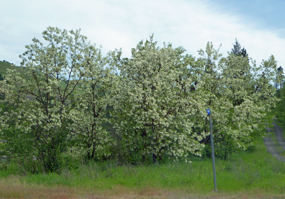 Locusts in bloom Kendrick ID