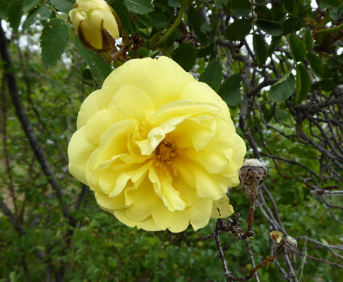 Yellow Rose 