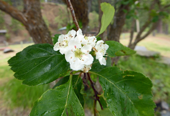 Unknown flowering tree in rose family