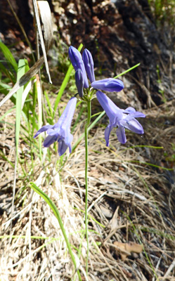 Large-Flowered Triplet Lilies (Triteleia grandiflora)