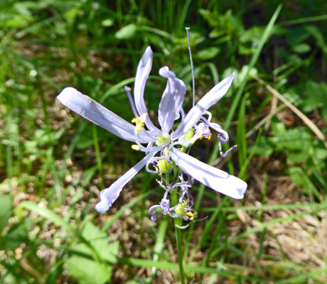 Common Camas (Camassia quamash)