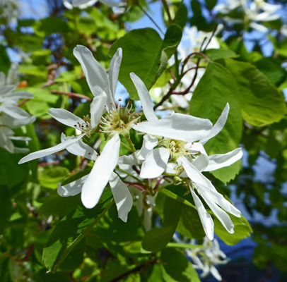 Western Serviceberry (Amelanchier alnifolia)