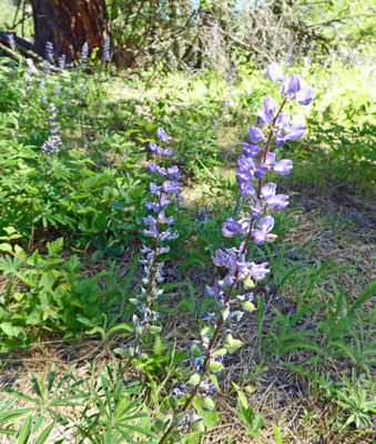 Lupine Dworshak SP