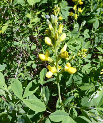 Mountain Thermopsis (Thermopsis rhombifolia)