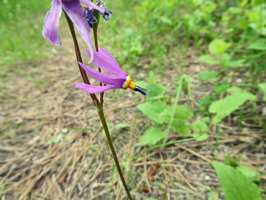 Many-flowered Shooting Star (Dodecatheon pulchellum)