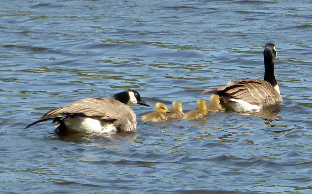 Canada geese and goslings