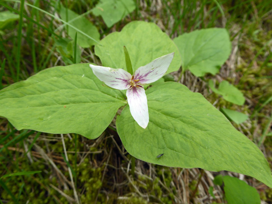 Western Trillium (Trillium ovatum)