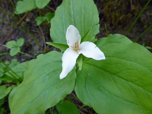 Western Trillium (Trillium ovatum)