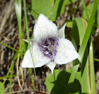 Elegant Mariposa Lilies (Calochortus elegans)