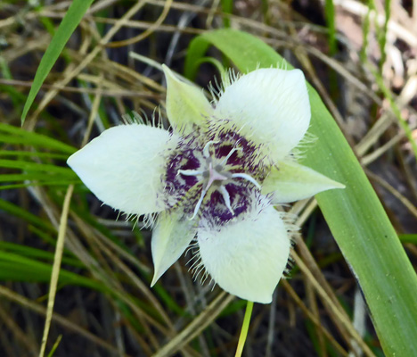 Elegant Mariposa Lilies (Calochortus elegans)