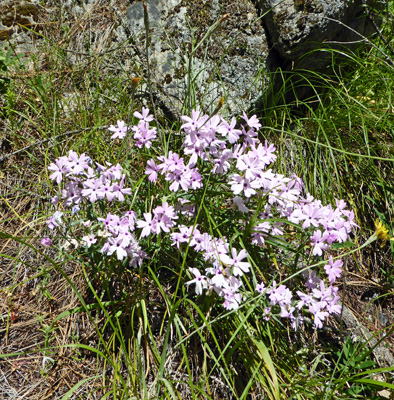 Showy Phlox (Phlox speciosa)