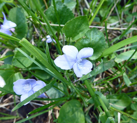 Hooked Violets (Viola adunca)
