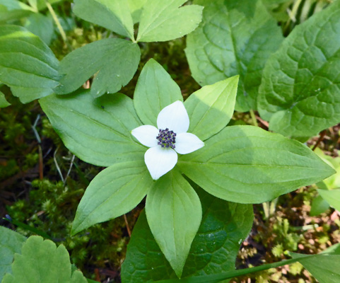 Bunchberries (Cornus canadensis)