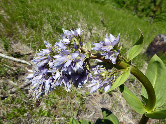 Clustered Elkweed (Frasera fastigiata)