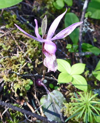 Fairyslipper (Calypso bulbosa)