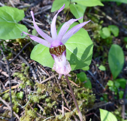 Fairyslipper (Calypso bulbosa)