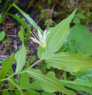 Hooker's Fairybell (Disporum hookeri)