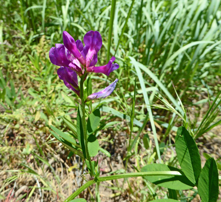 Field Milkvetch (Astralagus agrestis)