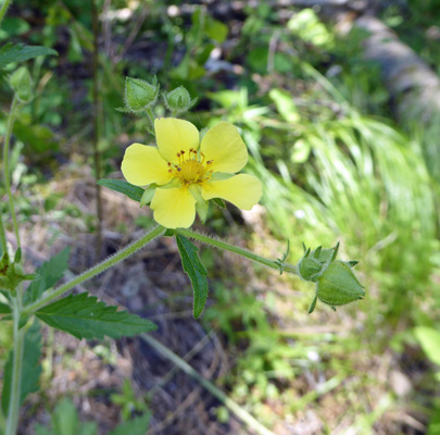 Potentilla