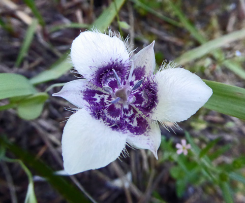 Elegant Mariposa Lily (Calochortus elegans)