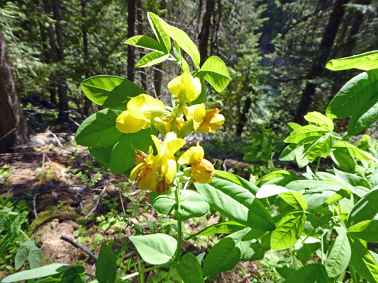 slightly mlformed Mountain Thermopsis (Thermopsis rhombifolia)