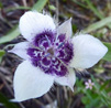 Elegant Mariposa Lily