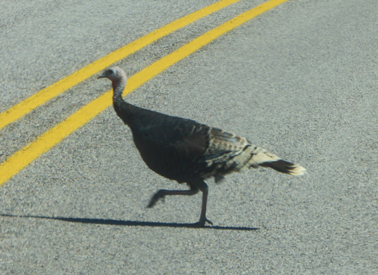 Wild turkey