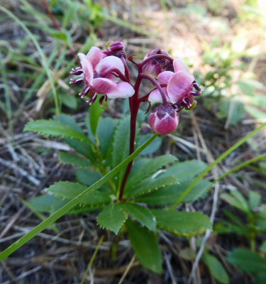 Pipsissewa (Chimaphila umbellata) 