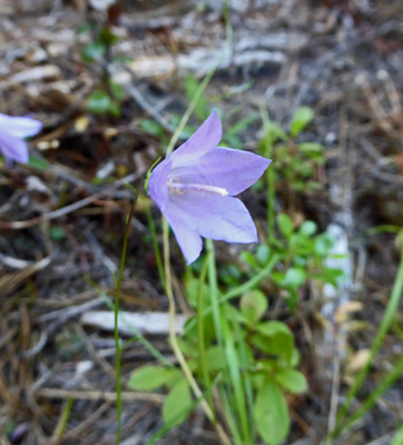 Common Harebells (Campanula rotundifolia)