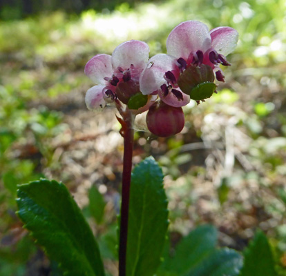 Pipsissewa (Chimaphila umbellata) 