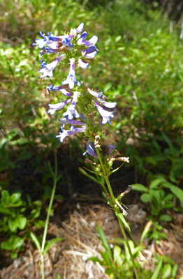 Penstemon