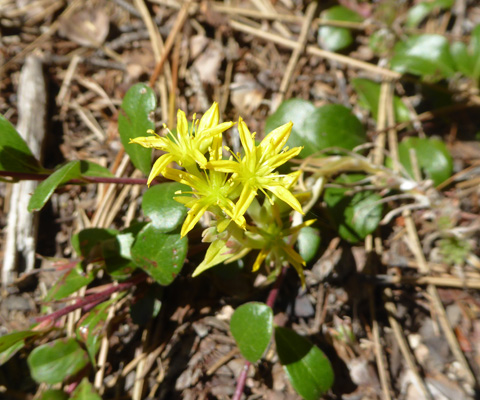 yellow Sedum