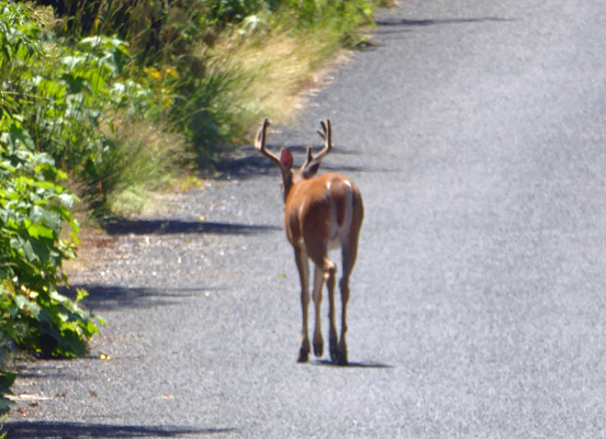 White-tailed buck