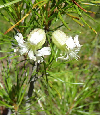 Balkan Catchfly (Silene csereii)